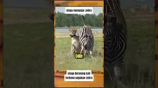 Kekuatan tendangan zebra membuat singa kewalahan #animal #singa #zebra #wildlife