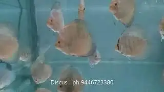 Discus fish for sale