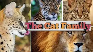 || Members of the Cat Family || Animal Wikipedia ||