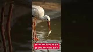 A Bird Saved a Fish 😢 | Kindness of Nature | #shorts