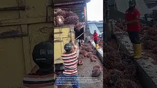 Unloading Palm Fruit: Manual Labor at a Palm Oil Plantation
