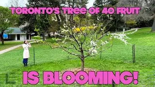 Toronto&rsquo;s Cherry Blossoms Have A New Friend!
