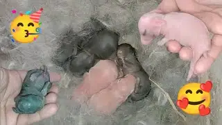 Humara Rabbit Na Bacha Da Diya 🐇 🥳 &ndash; Bunny Baby - 3mbvlogs