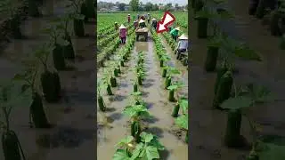 Hybrid Cultivation 🌱  Modern Farming Techniques for High Yield #shorts #farming #agriculture