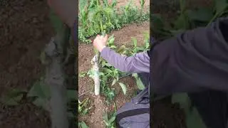 CEVİZ FİDANINDA YEŞİL BUDAMA