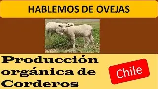 Cómo producir corderos orgánicos