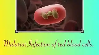 how do insects bite us ? , class 9 , why do we fall ill ?