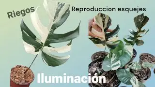 MONSTERA ALBO VARIEGADA || Sustrato, Riegos y Reproduccion