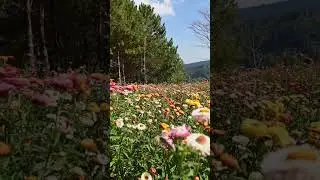 💐Fleur De Paille Herbeuse💐Grasartige Strohblume💐Grassy Straw Flower💐زهرة القش العشبية