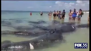 Herd of manatees gather at Florida shore near beachgoers