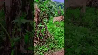 DJ hmoob xay xong saib me nyuam nyuj zoo nkauj nyob rau ແຂວງບໍ່ແກ້ວເມືອງຕົ້ນເຜີ່ງນບ້ານດອນທາດ