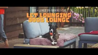 Let Lounging Dogs Lounge (GH6 + Lumix 35-100mm f/2.8)