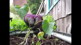 Sweets for the Sweeties. Planting Sweet Potato Slips