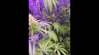 amnesia lemon