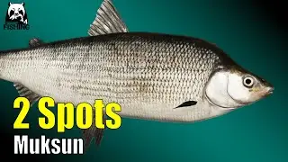 Рыбалка в России 4 - Нижняя часть реки Тунгуска - 2 места! Муксун и Омуль #rf4