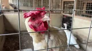 Moved to Ghana 3 1/2 Years Ago, MiniFarm Animal Update