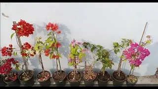 Bougainvillea Plant & Flower Update in Winter | Bougainvillea Plants