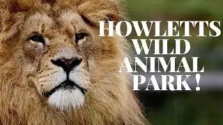 A day at Howletts wild animal park !