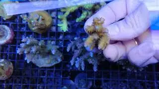 Acropora tortuosa frag coral gandalf