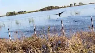 Pato Siriri Colorado Dendrocygna bicolor Video