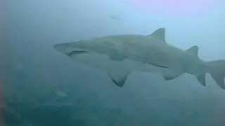 Grey Nurse Sharks - Carcharias taurus