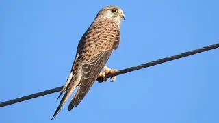 Common Kestrel Call. T&aring;rnfalk lyd. Turmfalke Ruf. Cernicalo Vulgar canto. Faucon cr&eacute;cerelle cri