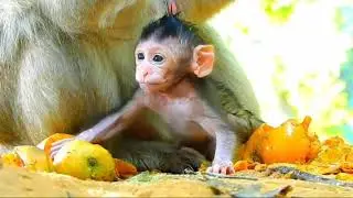 Wow, look at the adorable face of the baby monkey hugging its mother.