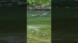 DRY FLY TAKE - 10 | Savinja #shorts #flyfishing #browntrout #slovenia #savinja #dryfly #nature