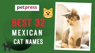 🐈 BEST 32 MEXICAN CAT NAMES FOR YOUR LITTLE KITTEN 😸| PetPress