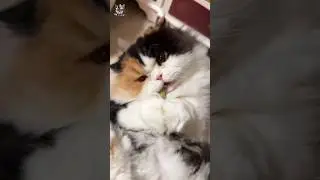 #How beautifully cat chopping and eating food #pets lover #tearing #cute 🐈