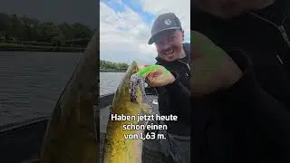 Gelbe &Uuml;berraschung beim Bladed Jig Test 🍋