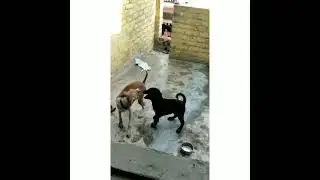 addy ka new friend jacky play with together.. 🎉❤️..addy 😘❤️..# shorts