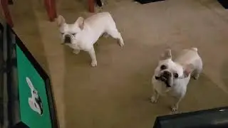 French bulldogs find out their moving