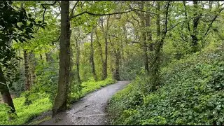 Join me on a Rainy Wellbeing Woodland Walk 🌳Relaxing Nature & Umbrella Sounds for Stress Relief