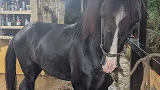 POV: Riding a Horse Through a Puerto Rican Neighborhood 🐎🌴