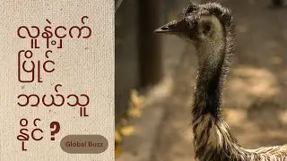 ကမ္ဘာကျော် အီမူးငှက်များအကြောင်း  #emuwar #war #facts #interestingfacts #world #facts #knowledge