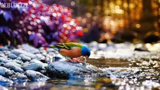 🌿 Soft Piano in Nature Gentle Healing Melodies for Deep Sleep, Calm Emotions & Inner Peace
