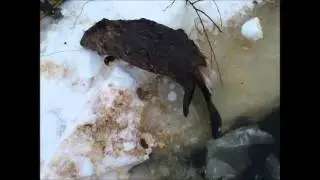 Checking under ice beaver
