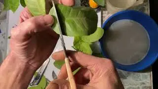 Как я укореняю черенки цитрусовых 🍋