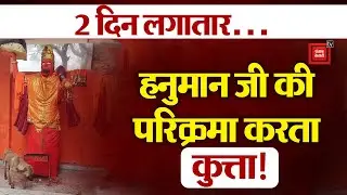Bijnor:24 घंटे से Hanuman जी की परिक्रमा कर रहा Dog, देख कर श्रद्धालु हुए दंग!,मेले जैसा माहौल