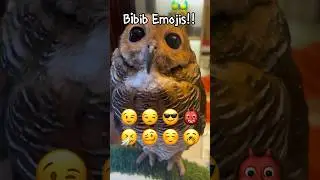 вызов эмодзи совы‼️🦉