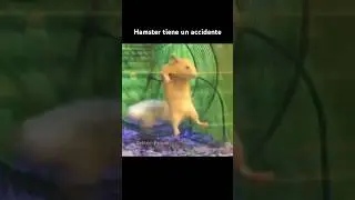 HAMSTER TIENE UN ACCIDENTE