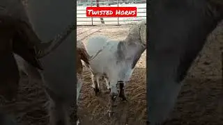 Amazing twisted Horns of the Breeders Sheep