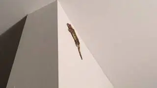 How to attract a crested gecko