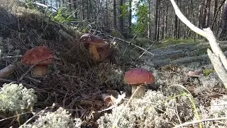 Охота за БЕЛЫМИ - Funghi Porcini, Boletus Edulis, Wild mushrooms, Белый гриб, Боровик