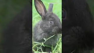 🎬 RJF SMARTVID&rsquo;S &ndash; Episode 90: Three small, discreet but fascinating animals