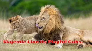 Majestic Lion and Its Affectionate Cubs.