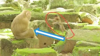 A Female Rose Monkey Shares Her Birth Story and How Her Baby Learns to Walk