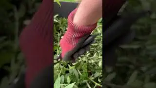 Taming Sharp Hawthorn with Niwaki Sentei Secateurs 🌿✂️