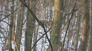 Wild boar hunting in Hungary